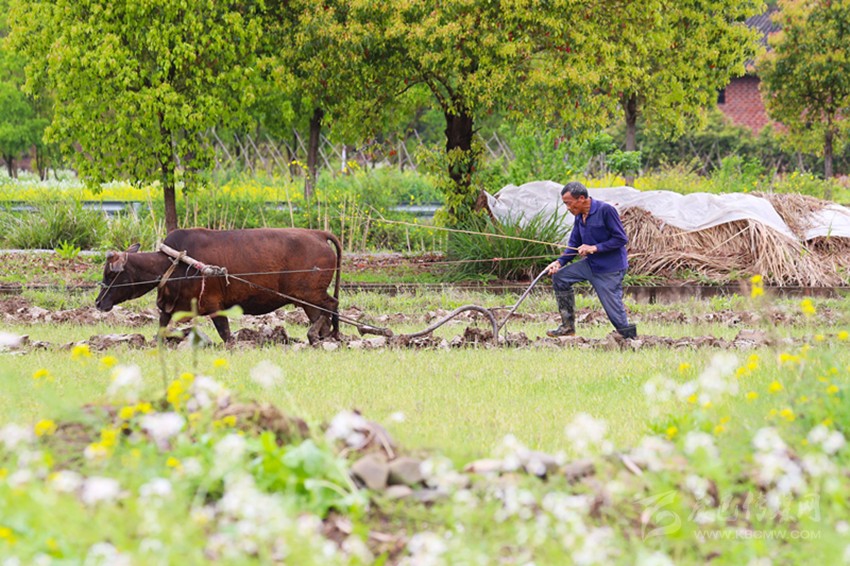 清明將至，各地農(nóng)事忙