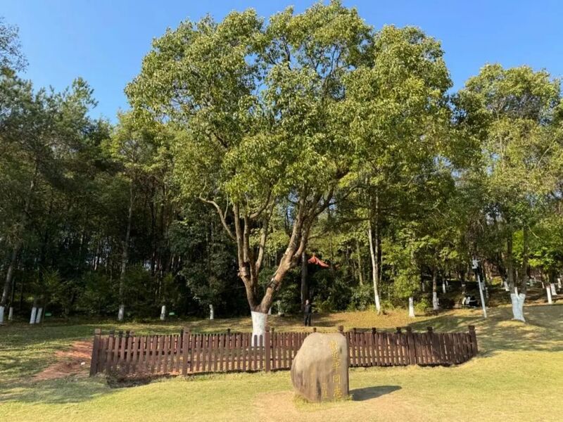 習(xí)近平同志為福建省長汀縣水土保持科教園捐種的香樟樹。圖源：學(xué)習(xí)時(shí)報(bào)